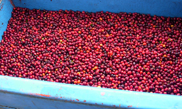 coffee cherry arriving