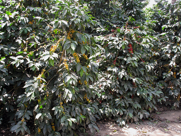 Yellow varietal