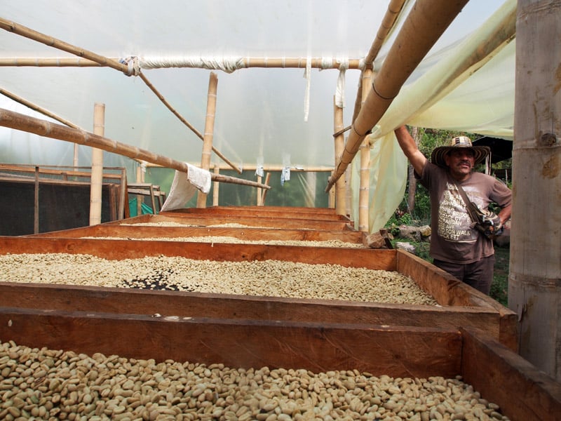 Julio Sanchez drying coffee