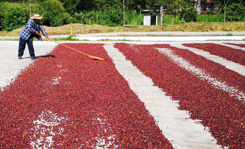 coffee sun drying on patio at Janson Coffee Farm