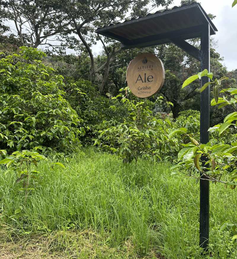 Ale plot on the Altieri Estate